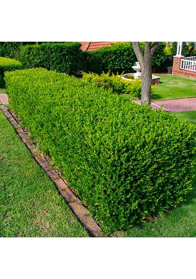 Tüplü Herdem Yeşil Buxus Sempervirens Şimşir Fidanı