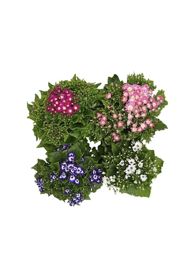 4 Renk 4 Adet Sineralya Çiçeği 25-30cm Saksılı Cineralia Flower