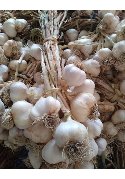 Kastamonu Taşköprü Sarımsağı Orta Boy 500 G