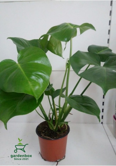 Monstera Deliciosa Dolgun Deve Tabanı Çiçeği 30-60cm 1 Adet