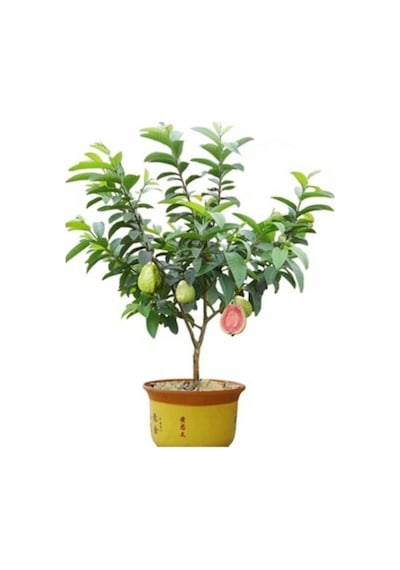 Psidium Guava Meyvesi Tohumu 3 Adet Tohum