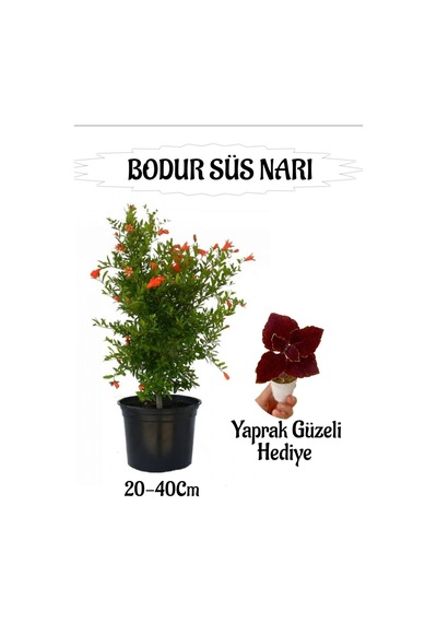 Bodur Süs Narı Fidanı 1 Adet Saksılı/tüplü+ Bordo Yaprak Güzeli Hediyeli Bahçe Peyzaj Seti