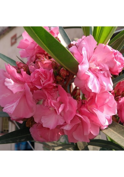 Tüplü Katmerli Pembe Çiçekli Zakkum Fidanı 200-300 Cm