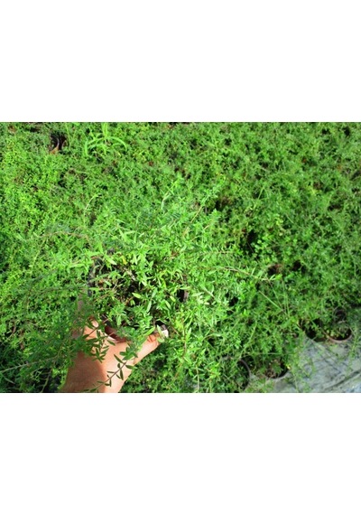 Lavanta,kekik,biberiye,melisa,adaçayı,lavantin 6 Çeşit