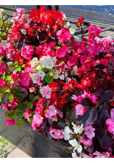 Videolu Şeker Begonya 3 Adet Karışık Renklerde Pembe-kırmızı-beyaz 20-30cm Semperflorens