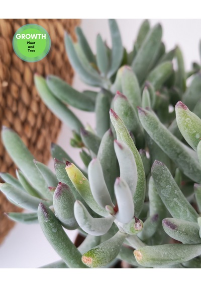 Cotyledon Orbiculata Sukulent 1 Adet