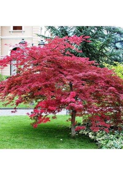 Kırmızı Yapraklı Japon Akçaağaç Acer Palmatum Atropurpureum