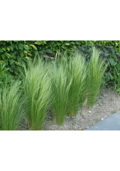 Stipa - At Kuyruğu Çimi 5'li Set -Otsu Yer Örtücü Bitki