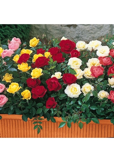 Tüplü Minyatür Karışık Bodur Gül Fidanı Mixed Rose 5 Adet