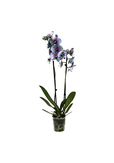 Phalaenopsis Bubble Gum (Turkuaz Orkide) 12 CM 70-80 CM