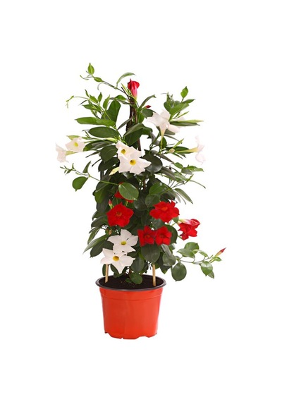 Mandevilla Mix 30 60 Cm Karışık Renkli Kırmızı Beyaz Saksılı Çiçekli Sarmaşık