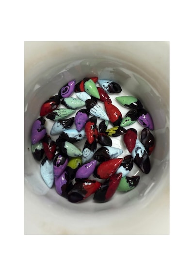 Transgenik Renkli Bonibon Salyangoz 5 Adet 1-2 Cm Yosun Yiyici