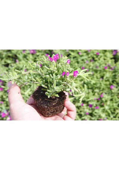 Acem Halısı 5 15 Cm 30 Adet Saksılı/ Tüplü Çiçekli Bodur Bitki Drosanthemum Floribundum