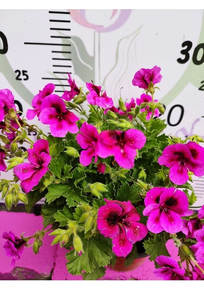 Mor Alacalı Ceylangözü Sardunya Pelargonium Domesticum - Renkli Süs Bitkisi