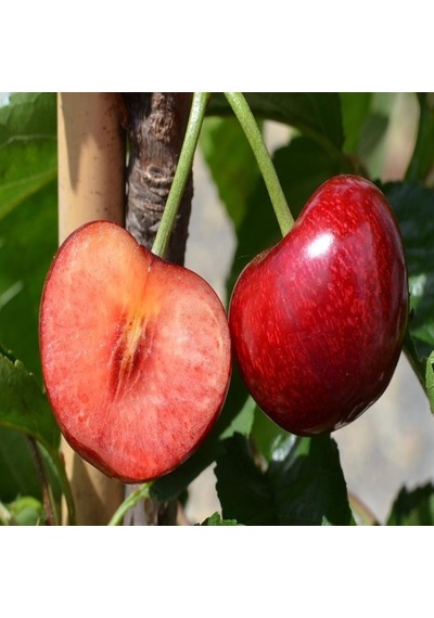 Tüplü Yarı Bodur Kendine Verimli Celeste Kiraz Fidanı