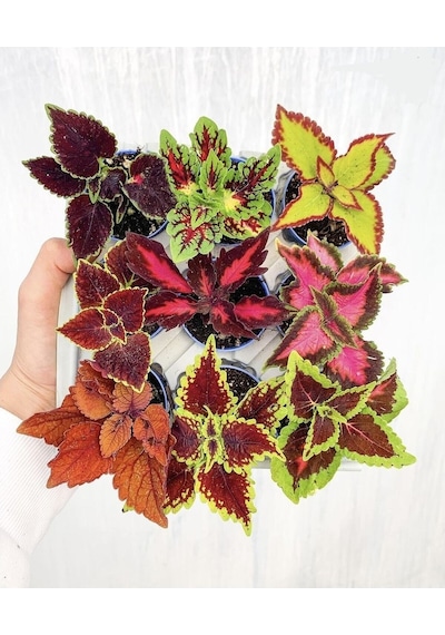 Mini Yaprak Güzeli Kolyoz Çiçeği 9 Adet 10-20 Cm Saksılı Çiçekli Bodur Bitkiler Mix Coleus