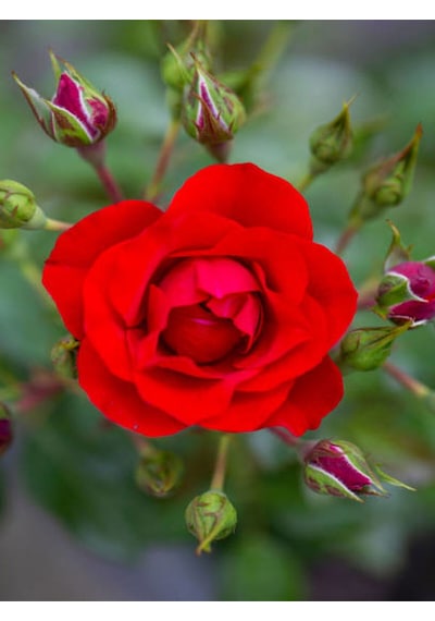 Videolu 1 Adet Kırmızı Canlı Bodur Gül Fidanı 20-40 Cm Saksılı/tüplü Çiçekli Bodur Bitkiler Red Rose