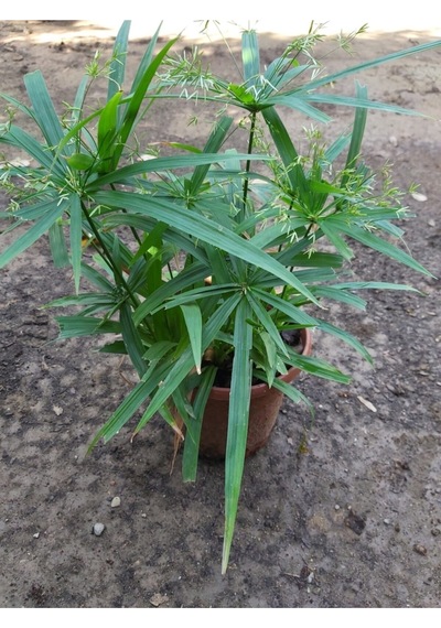 Japon Şemsiyesi Cyperus Alternifolius Şemsiye Palmiyesi