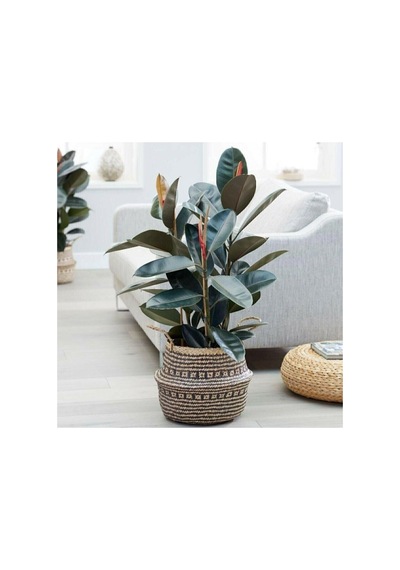 Gardenbox Kauçuk Çiçeği 2'li 80cm, Salon Ev Ofis Çiçeği İki Gövdeli Diğer