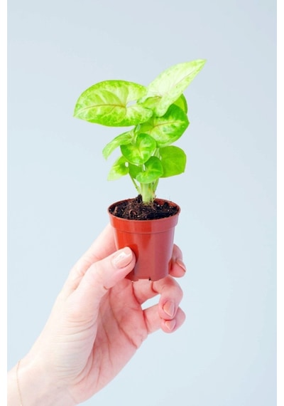 Syngonium Mango Allusion Melek Kanadı Çiçeği Fidanı 10-20 Cm