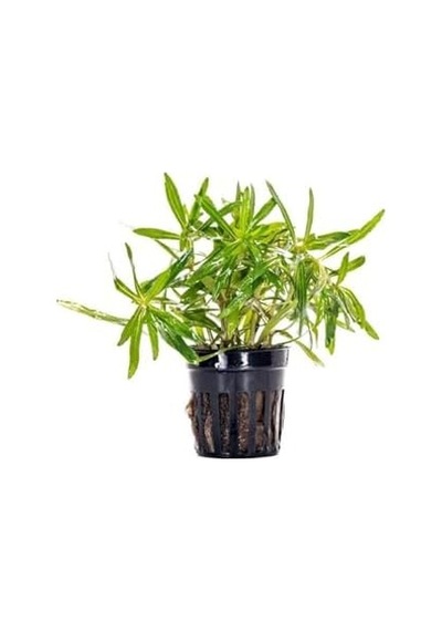 Pogostemon Stellatus Broad Leaf Saksı Canlı Bitki