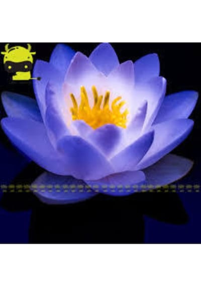 10 Adet Tohum Nadir Bulunan Mavi Lotus Çiçeği Tohumu Lotus Su Çiçeği Tohumu Nilüfer Çiçeği Tohumu