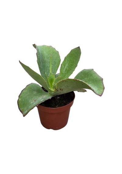 Kalanchoe Synsepala (Sukulent)