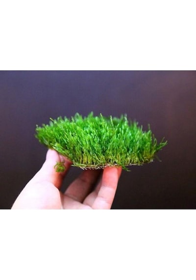 Flame Moss Tele Sarılı 5X5Cm Yeni Sarım Canlı Bitki