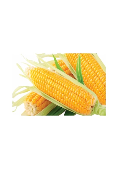 Tatlı Mısır Tohumu 25 GR Hibrit Şeker Mısır
