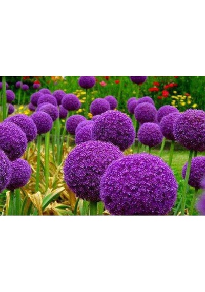 Tohum Dünyam 20 Adet Giant Ball Onion Allium Christophii Huge Hardy Perennial Tohumu