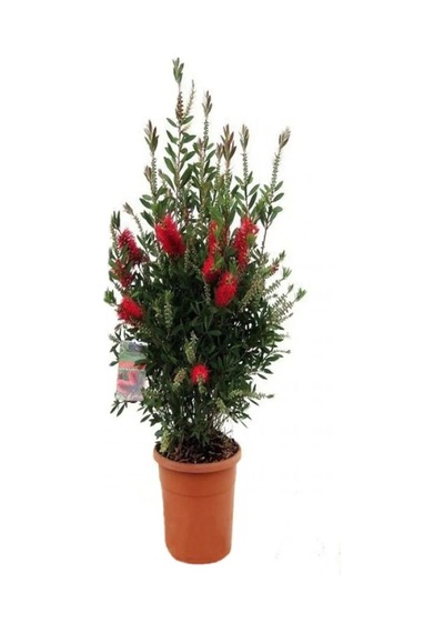 Kokulu Filbahri Sarmaşığı+ Fıça Çalısı Bahçe Bitkisi Saksılı