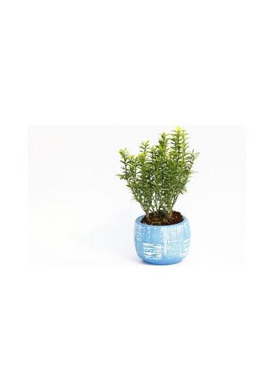 BONSAİ EUONYMUS MİCROPHYLLUS - HEDİYELİK ARKAİK SAKSIDA MAVİ