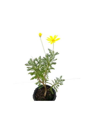 Sarı Çalı Papatyası 1 Adet Saksılı/ Tüplü 20-45 Cm Dış Mekan Bitkisi Euryops Pectinatus