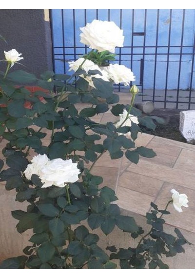 Yediveren Beyaz Renkli Yoğun Kokulu 40 60 Cm 2 Adet Aşılı Gül White Rose