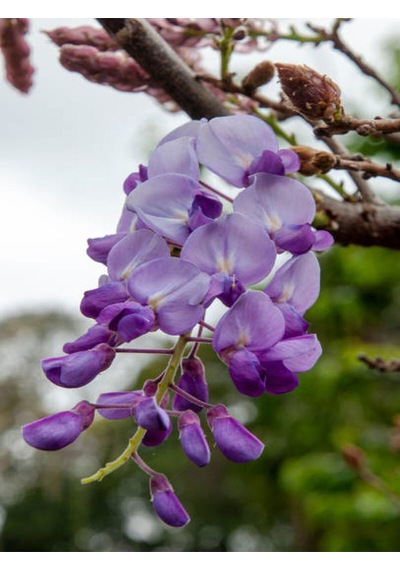 Videolu Mor Salkım Çiçeği Sarmaşık 1 Adet Saksılı/ Tüplü 40-60 Cm Wisteria Sinensis