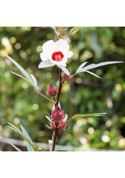 Hibiskus Çiçeği Tohumu 10 Adet Sabradiffa Roselle