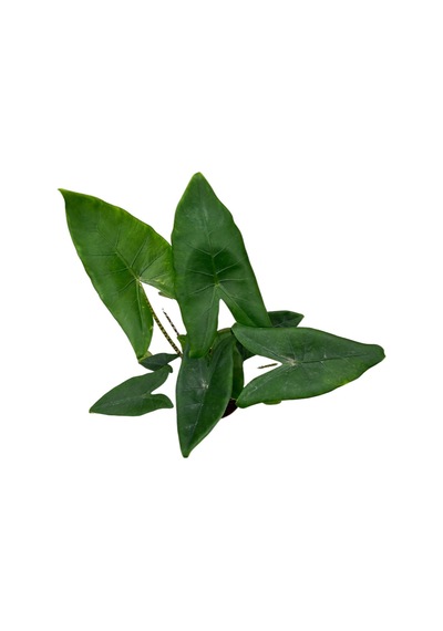 Alocasia Zebrina (Fil Kulağı) Ø21 CM 70-80 CM