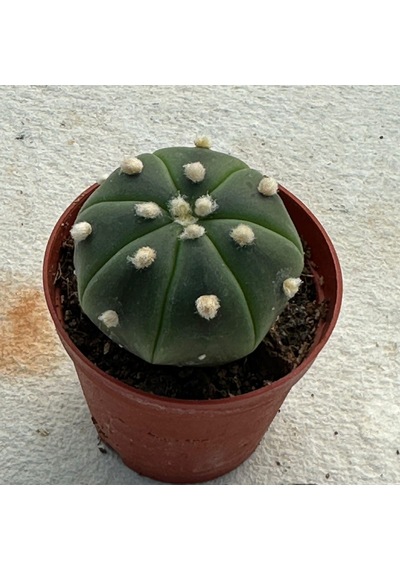 5.5 Lik Saksıda Echinopsis Subdenudata Paskalya Zambağı Kaktüsü