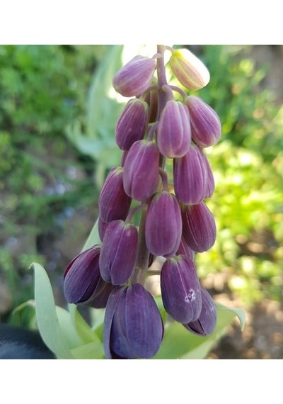 Fritillaria Persica Mor Renkli Ters Lale Soğanı