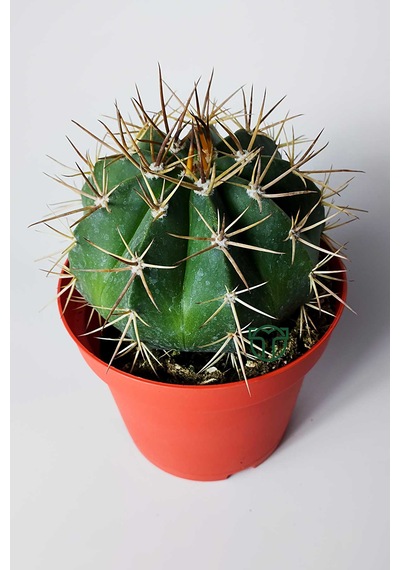Şapkalı Kaktüs Melocactus Matanzanus 12 Cm Kırmızı Saksıda