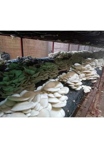 40 Kg İstiridye Mantarı Tohumu 1 adet