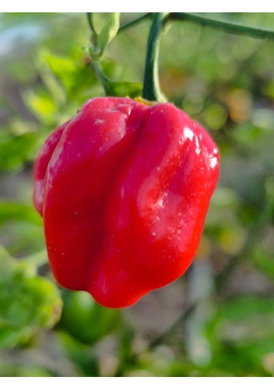 Komodo Dragon Pepper / 1,4 2,2 Milyon Scoville - Gerçek Taze Acı Biber