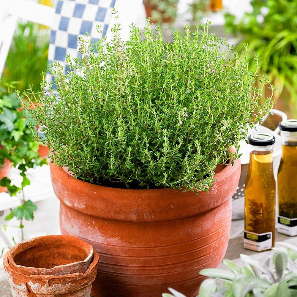 Saksılı Kekik Fidanı Potted Thyme Sapling 10-20 Cm
