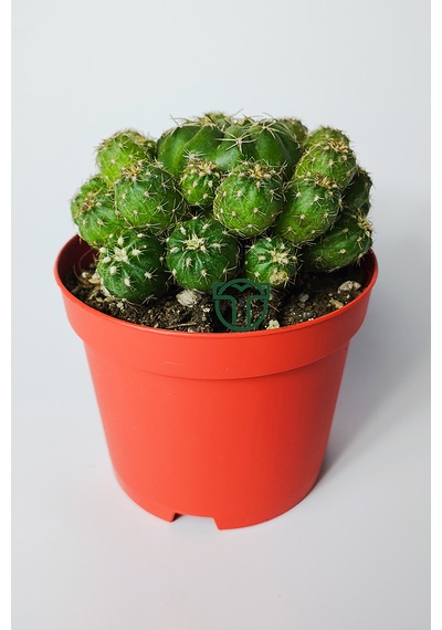Bol Yavrulu Kaktüs Matucana Polzii Kırmızı Açan Kaktüs 8.5 Cm