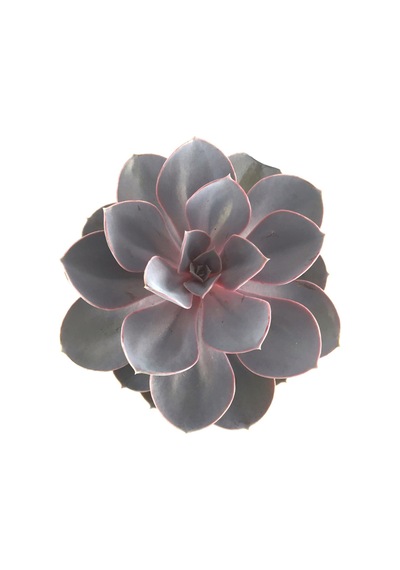 Echeveria Gibbiflora 'Purple Pearl' (Sukulent) Ø10,5 CM Y10-15 CM