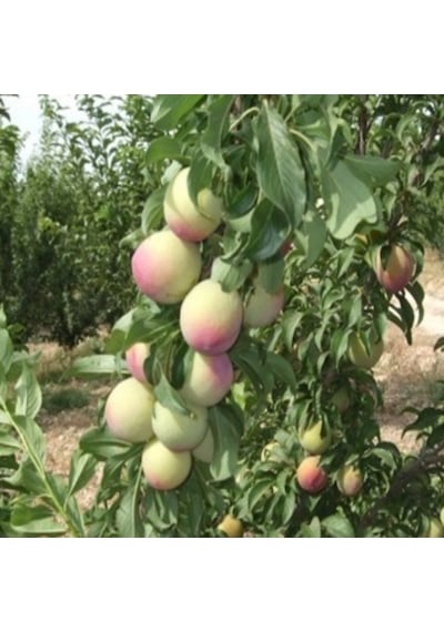 Tüplü Kendine Verimli Aromasıyüksek Yarı Bodur Ambra Erik Fidanı