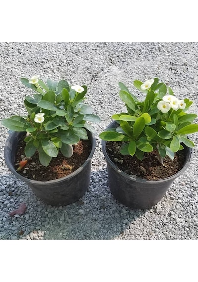 Beyaz Euphorbia Milii - Dikenler Tacı Küçük Saksıd