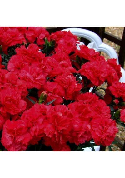Serada Decor Plant Kokulu Koyu Kırmızı Bodur Karanfil Bitkisi Dianthus Caryophyllus Red