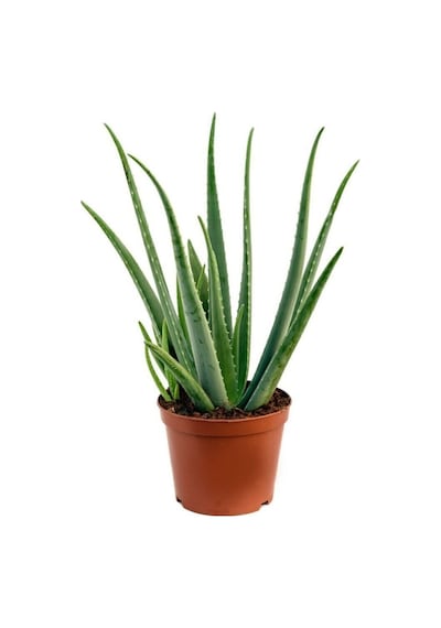 Çok Avantajlı Bol Yavrulu Aloe Vera Bitkisi 40-60 Cm