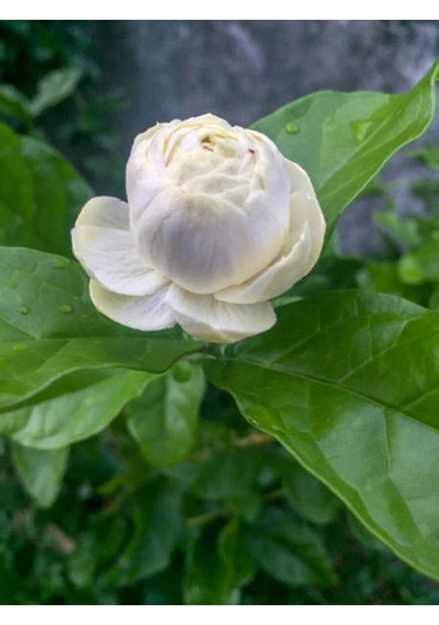 Videolu Katmerli Ful Yasemin Çiçeği 70 90 Cm 1 Adet Saksılı Çiçekli Dış Mekan Bitkisi Jasminum